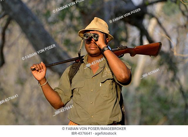 Guide with binoculars and rifle on a walking safari, Mana Pools National Park, Mashonaland West Province, Zimbabwe