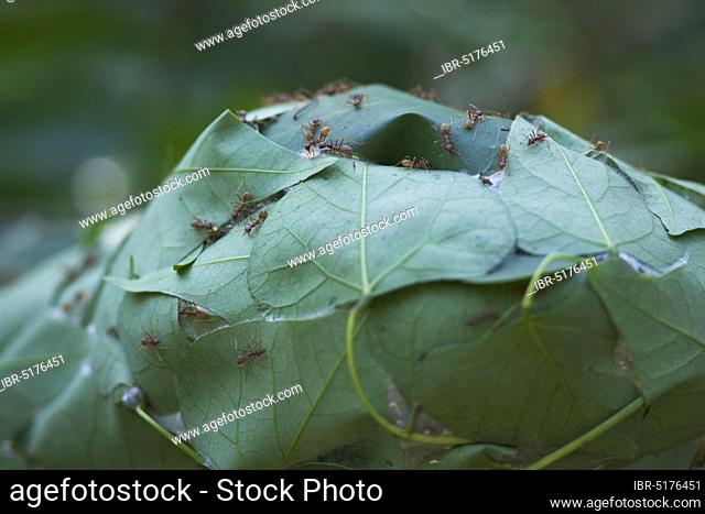 Tailor Ants building nest by binding leaves with silk spun by larvae, St Lucia, iSimangaliso Wetland Park, KwaZulu-Natal, South Africa (Oecophylla longinoda)