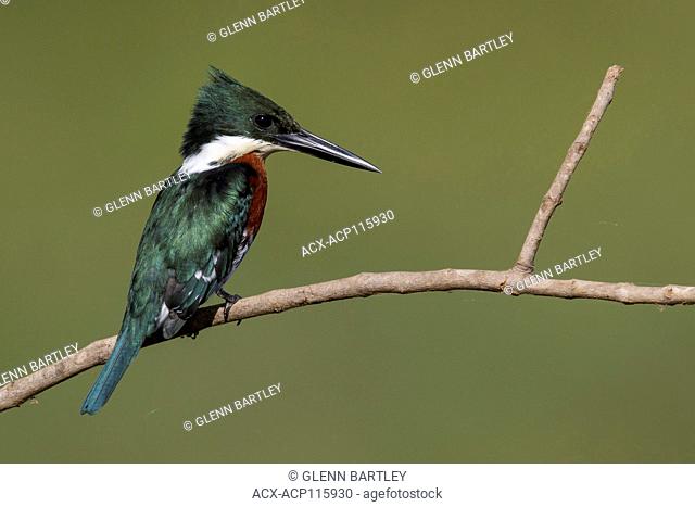 Green Kingfisher (Chloroceryle americana) in the Pantanal region of Brazil