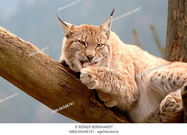 Eurasian lynx on tree, Lynx lynx