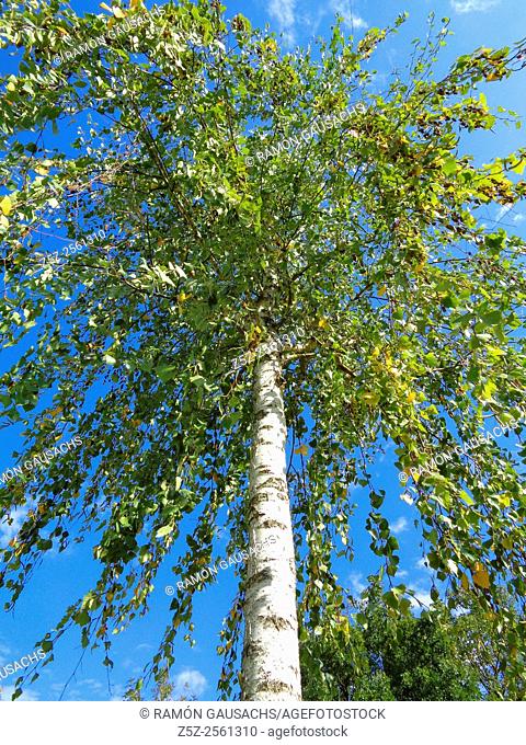 Birch tree (Betula pendula)