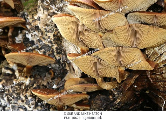 Funeral bell mushrooms galerina marginata aka galerina autumnalis growing on a dead silver birch, Lancashire