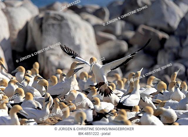Cape Gannet (Morus capensis), adult flying, approach over bird colony, Lamberts Bay, Western Cape, South Africa