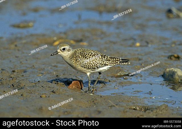 European golden plover (Pluvialis apricaria) adult on mudflats, foraging, Norfolk, England, winter
