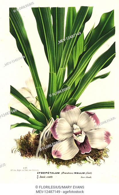 Wallis' pescatorea orchid, Pescatoria wallisii (Zygopetalum wallisi). Central America. Handcoloured lithograph from Louis van Houtte and Charles Lemaire's...