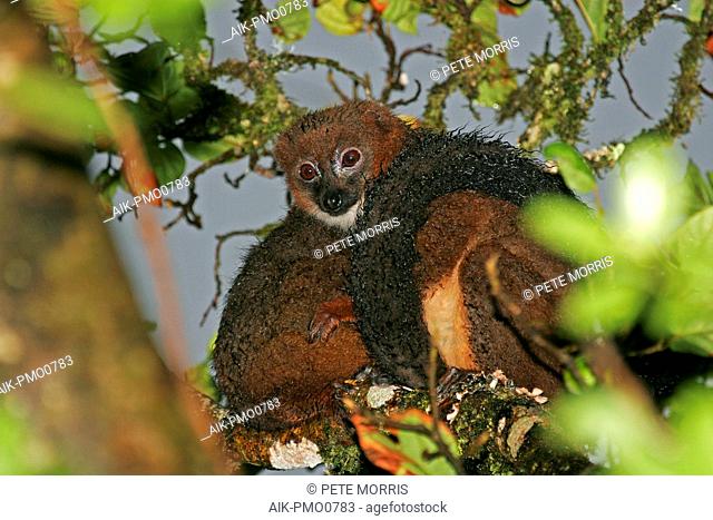Two sleeping red-bellied lemurs (Eulemur rubriventer) in canopy of tropical forest in on Madagascar