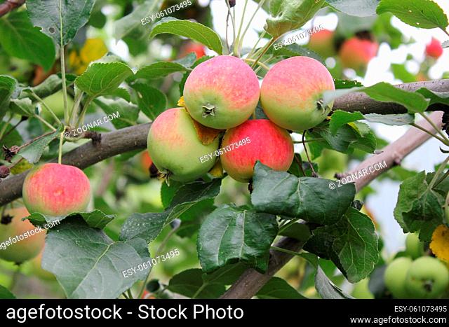 Red ripe apples on a branch 20524