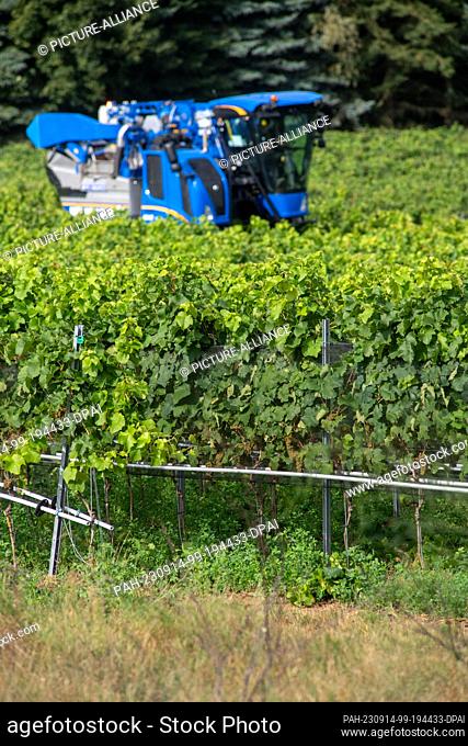 14 September 2023, Mecklenburg-Western Pomerania, Rattey: A grape harvesting machine is used to pick the grapes of the ""Solaris"" variety from the vines in...
