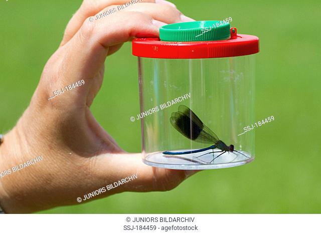 Banded Demoiselle (Calopteryx splendens) in a mug magnifying glass. Germany