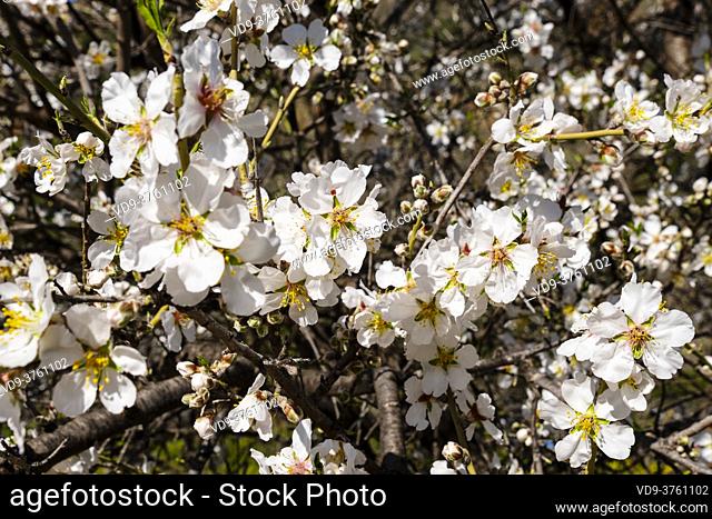 Almond Blossom at Natural Park Sierra de las Nieves, Malaga Province. Andalusia. Southern Spain Europe
