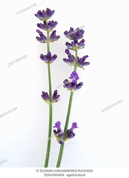 Lavendel, Lavendula, angustifolia, Heilpflanzen