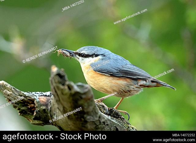 nuthatch with insect
