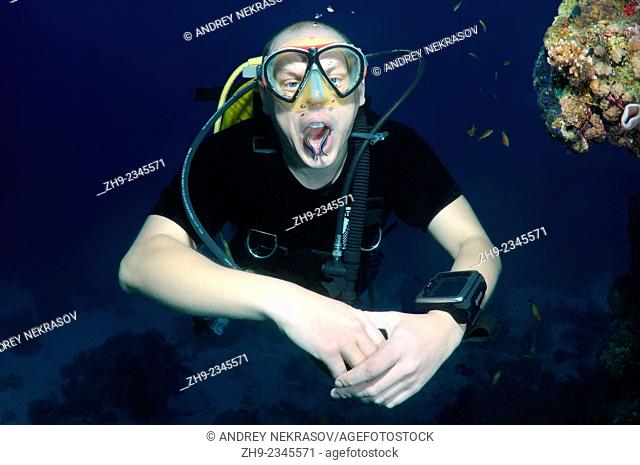 diver and cleanerfish, Bluestreak wrasse or cleanerfish (Aspidontus taeniatus), Red Sea, Egypt, Africa
