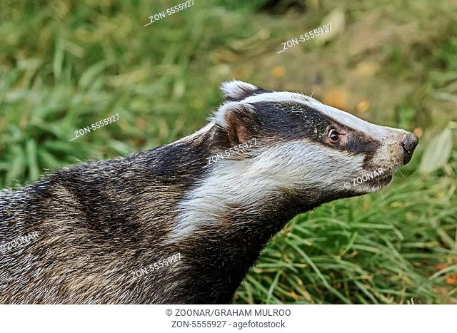 Badger (Meles meles) Closeup Berkshire UK