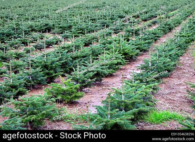 In Reihen angepflanzte Baeume einer Weihnachtsbaumkultur. Querformat. Conifers of a Christmas tree plantation planted in rows. Horizontal format