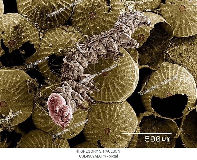 Cluster of eggs and newly hatched caterpillar, Lepidoptera SEM