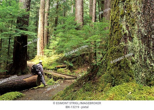 Hiker in Sol Duc valley of Olympic National Park