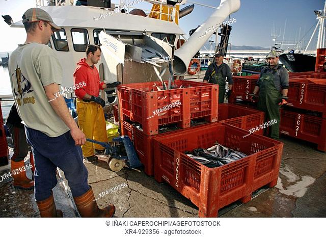 Unloading fish at fishing port, Hondarribia, Guipuzcoa, Basque Country, Spain