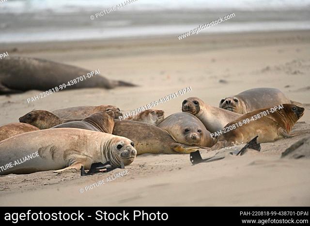 05 August 2022, Argentina, Chubut: Elephant seals (Mirounga) lie next to plastic crates on the beach. According to an OECD report from 2022