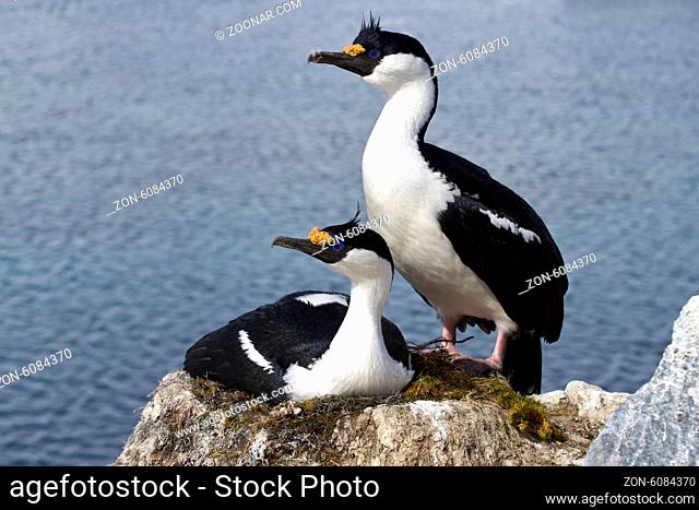 Male and female blue-eyed Antarctic shag at the nest in the colony