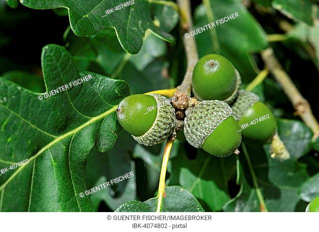 Acorns of the Downy Oak or Pubescent Oak (Quercus pubescens), Alsace, France