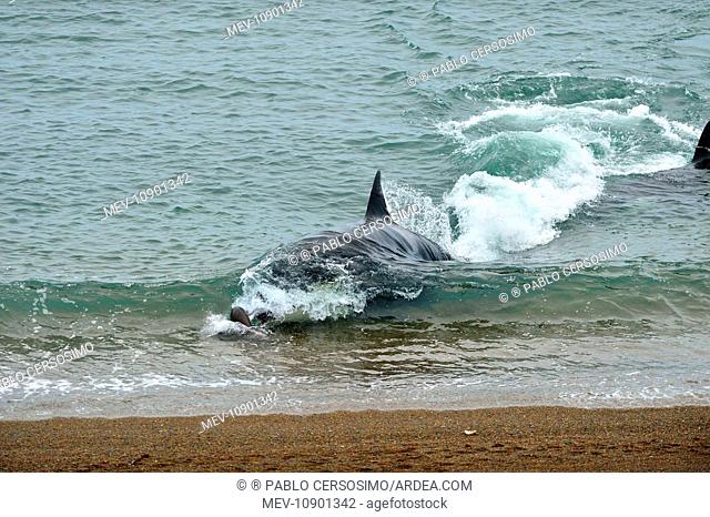 Orca / Killer Whale (Orcinus orca). hunting South American Sea Lion (Otaria flavescens) series 2 of 10 - Peninsula Valdes, Patagonia, Argentina, South Atlantic