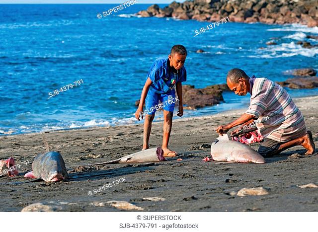 A man and boy butcher a dead thresher shark, Alopias sp., dragged onto beach in Lamalera, Lembata Island, Eastern Indonesia