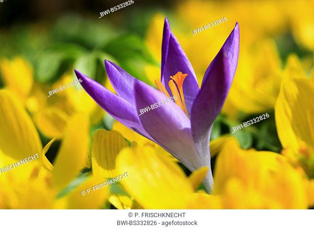 crocus (Crocus spec.), violet crocus flower among yellow flowers, Switzerland