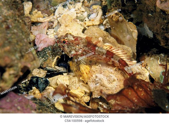 Young Long-spined Sea Scorpion (Taurulus bubalis). Norway