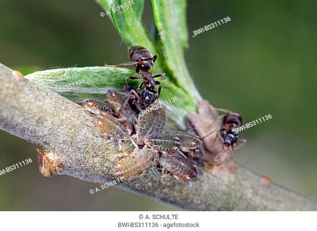 black ant, common black ant, garden ant (Lasius niger), milking several aphids (Pterocomma spec.), Germany, Bavaria