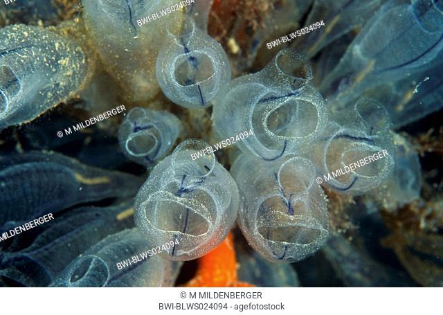 light-bulb sea-squirt Clavelina lepadiformis, colony, Greece, Patras, Mediterranean
