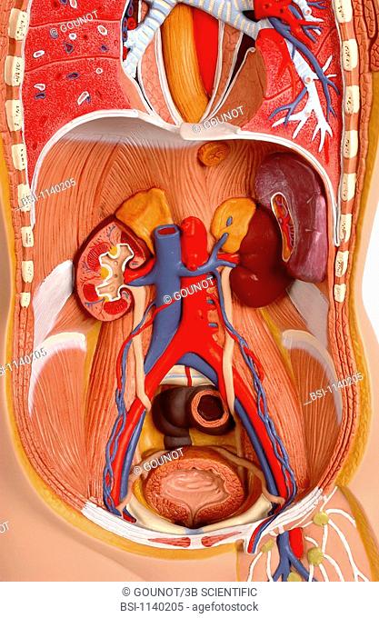 ANATOMY, URINARY TRACT<BR>Model of the internal anatomy of the trunk of an adult human body of indeterminate sex, anterior view