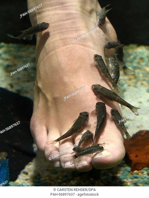 FILE - an archive picture dated 23 September 2014 shows small fish (Garra Rufas) nibbling the feet of a customer in the 'Garra Rufa Lounge' in Kiel, Germany