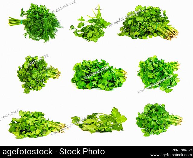 set of Fresh branches of green dill and Parsley tied isolated on white background