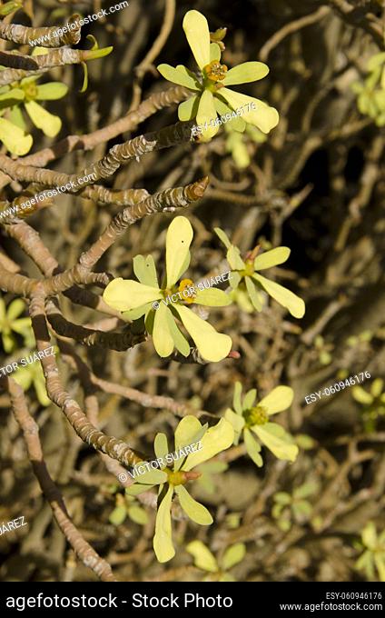 Stems, leaves and cyathia of balsam spurge Euphorbia balsamifera. Mazo. La Palma. Canary Islands. Spain