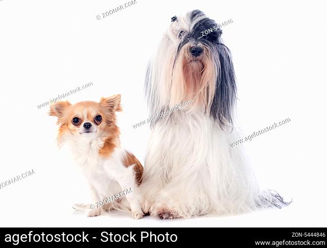 tibetan terrier and chihuahua in front of white background