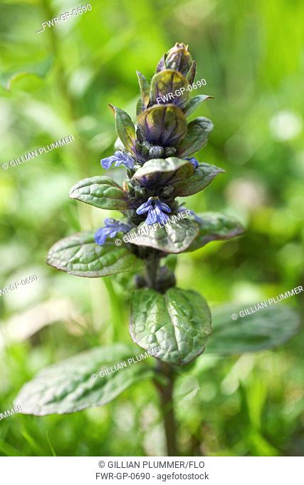 Flower spike of Bugle, Ajuga reptans, with small, two lipped, blue flowers and glossy green foliage