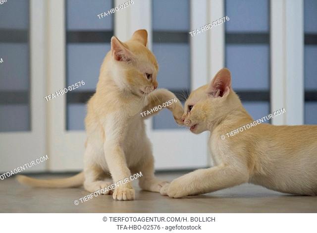 Burmese Cats