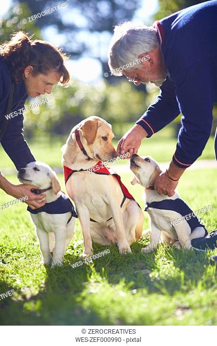 Three guide dogs at dog training
