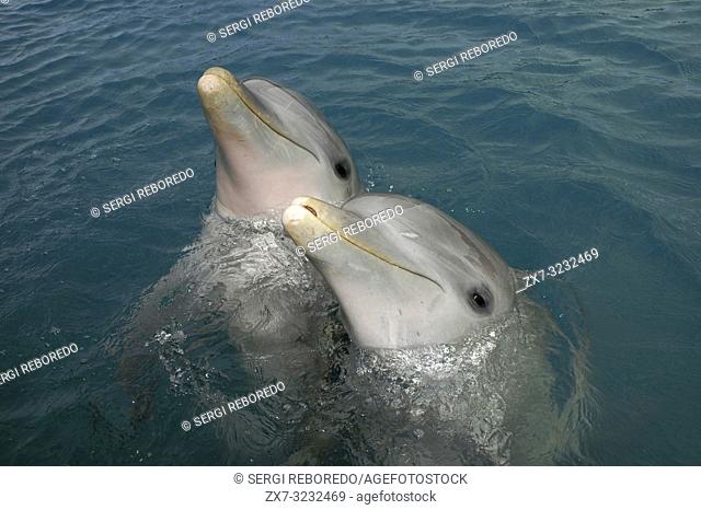 Sanctuary Bay, Grand Bahama. Bahamas. UNEXSO. Program Swim and close encounter with the dolphins