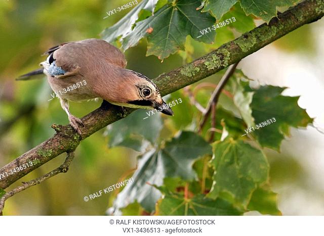 Eurasian Jay ( Garrulus glandarius ), perched in a tree, watching down to the ground, curious, looks funny, wildlife, Europe.
