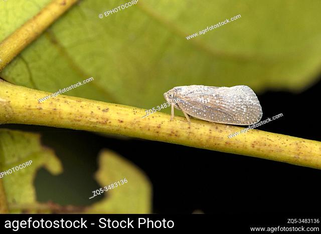 White Planthopper, Flatidae, Pune, Maharashtra, India