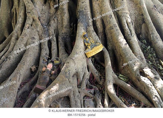 Votive offerings at the roots of a strangler fig, Yangon, Rangun, Myanmar, Burma, Southeast Asia