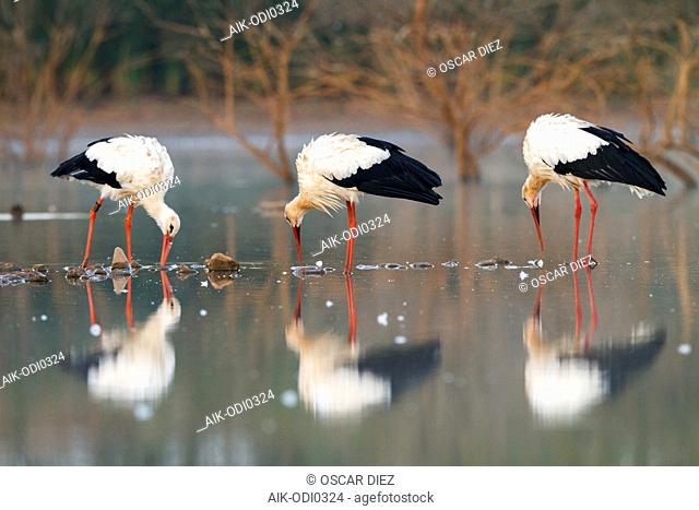 White Stork, ciconia ciconia