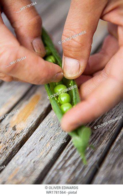 Person shelling fresh picked garden peas