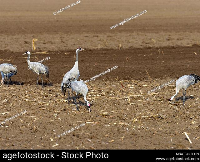 Crane, Grus grus, Gray crane, Eurasian crane