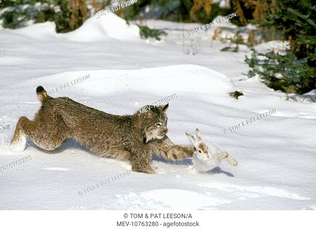 Canadian LYNX - hunting Snowshoe / Varying HARE (Felis lynx)