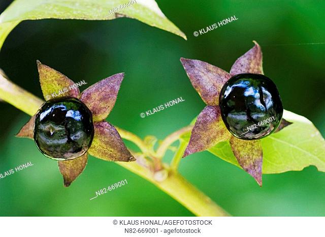 Deadly Nightshade (Atropa belladonna) is a very toxic plant. Belladonna is one of the most toxic plants found in the Western hemisphere