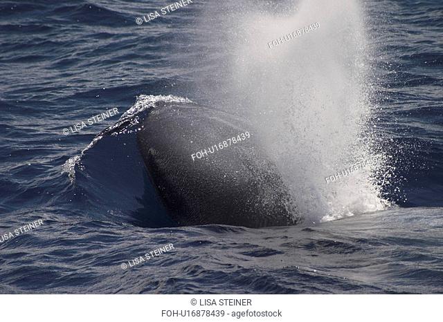 Blue Whale, Balaenoptera musculus, surfacing off the Azores Islands