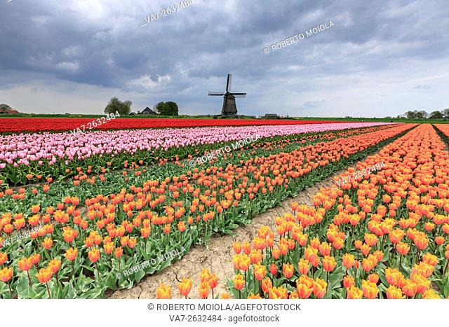 Dark clouds on fields of multicolored tulips and windmill Berkmeer Koggenland North Holland Netherlands Europe